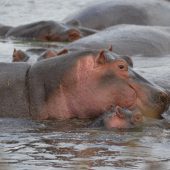  Ngorongoro Crater, TZ